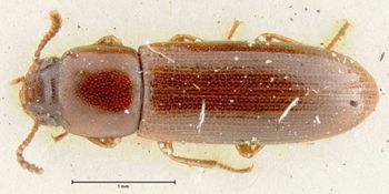 Media type: image;   Entomology 7063 Aspect: habitus dorsal view
